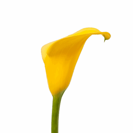 Calla Gold Florex sande