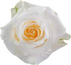 Rose Creme de la Creme aquaros