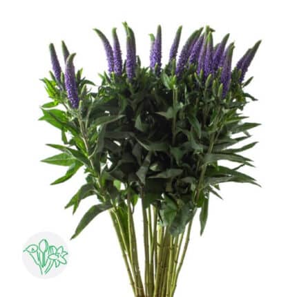 Veronica Blue holex