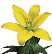 Lily La YellowDiamond holl