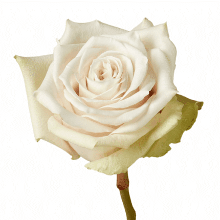 Rose Sandy 40cm holex