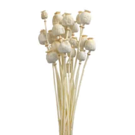 Dried Papaver Bleached holl