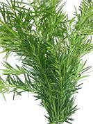 PODA (green)