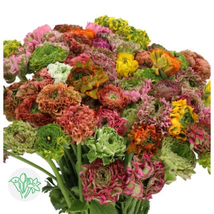 Ranunculus PonPon Mix Israel