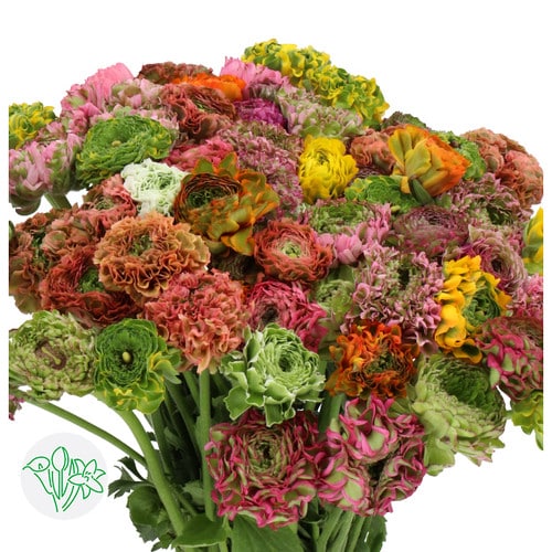 03cdcd8e-f02a-4197-83e8-855e6c05039d.jpg Ranunculus PonPon Mix Israel - Image 1