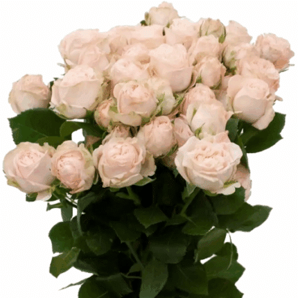 RoseSpray Bombastic holl