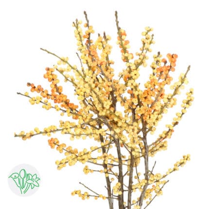 Ilex Gresgold 40cm holl