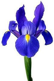 Iris DkBlue can.