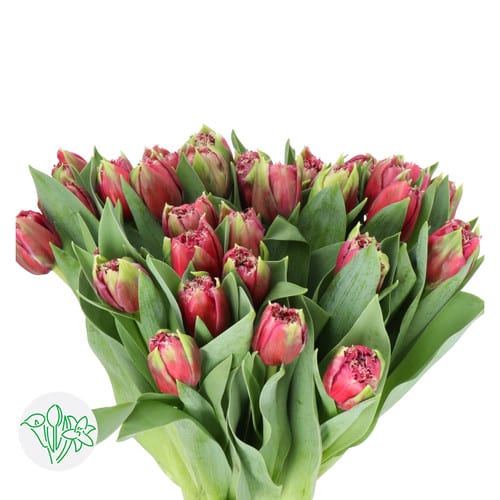 040030ea-80e5-4a6c-8fb8-6f8f60c79ea5.jpg Tulip Frill Dbl Red holl - Image 1