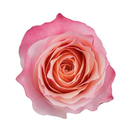 Rose Amira 80cm rprima