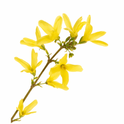 Forsythia Whips s.v.