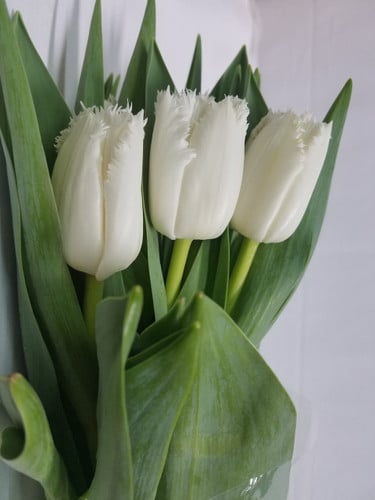 Tulip Frill Smirnoff holl wht xtra