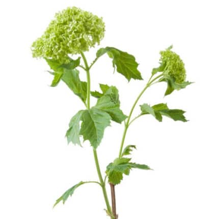 Vibernum Snow Balls camflor