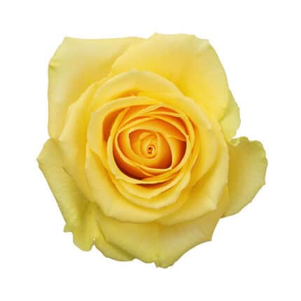Rose Idole  70cm rfi