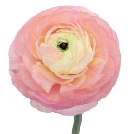 Ranunculus Cloony Pink holl