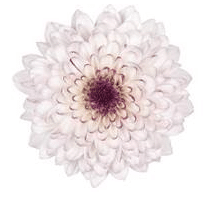 Pom Cushion Cheesecake gdns