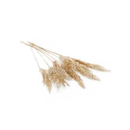 Pampas Grass 25.5"-28" white