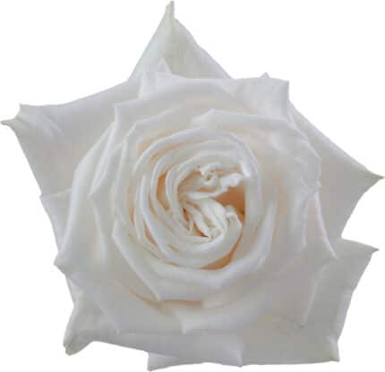 Rose Playa Blanca 60cm rfi