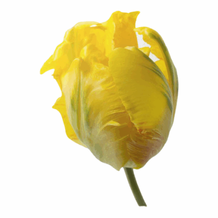 Tulip Yellow Sun Parrot holl