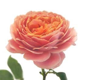 Rose Grdn Romantic Antique sun