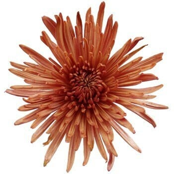 Mum Delistar Dk Bronze bmark