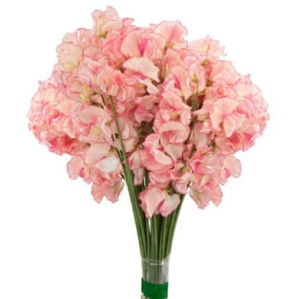 Sweet Pea Dream 40cm holex