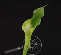 Callas Green much(STEM)