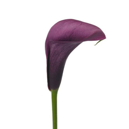 Callas Accent sande purple