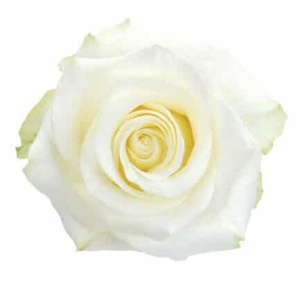 Rose Polar Star 40cm toscana