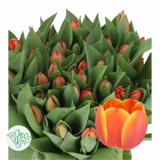 Tulip Adrem Beauty holl