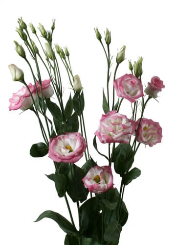 Lisianthus Hot Lips holl