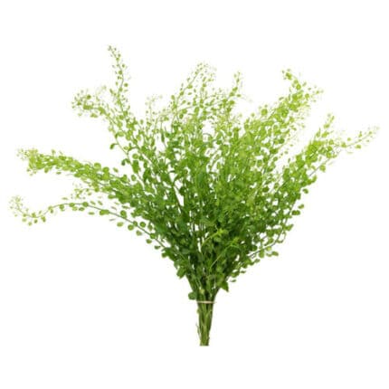 Lepidium misty