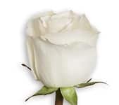 Rose Absolute 50cm rfi
