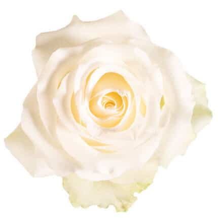 Rose Arctica 50cm sunrite - R ART 50 SUNR