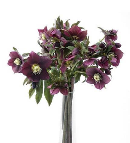 Helleborus Oriental Burgundy c