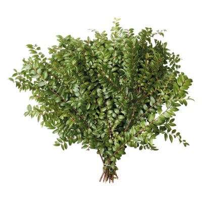 HUCK green cont