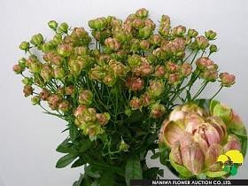 ROSE radish jap