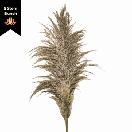 Pampas Grass Fresh camflor(5st)