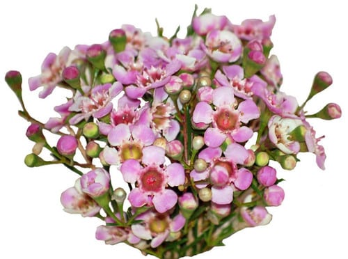 04e51f0c-f39d-4688-9439-d592752e0762.jpg Waxflower Lavender holex - Image 1