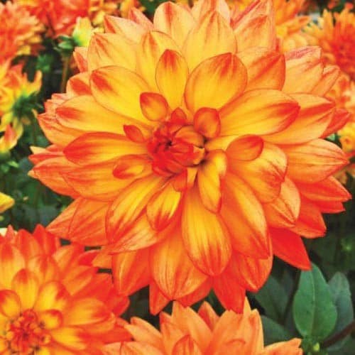 04e5b205-ab60-4eb3-8de8-99b9ee84339b.jpg Dahlia Karmen Fiesta cramer - Image 1