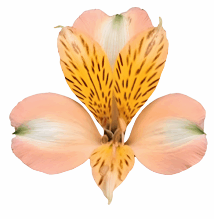 Alstro Peach continental sel
