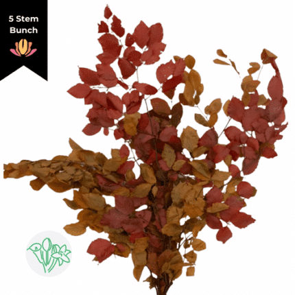 Dried Fagus Preserved Fall Mix arlotti