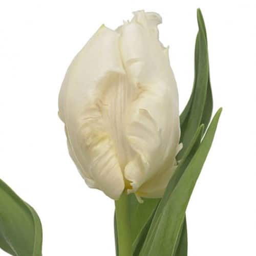 04e9f1f2-48a9-4b0f-baf7-6d05c1d02004.jpg Tulip Snow Parrot holl - Image 1
