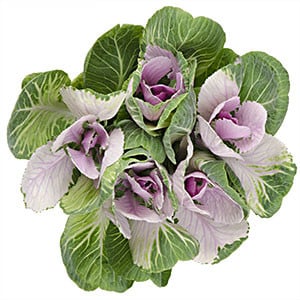 Kale Lavender bicolor s.v.(5st