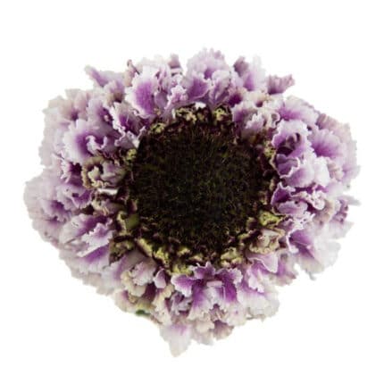 Scabiosa Marshmallow misty