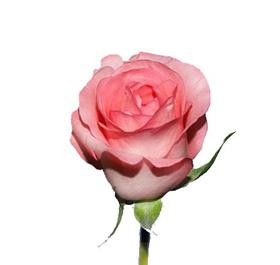 Arthur Rimbaud gdn rose pronto