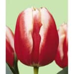 Tulip Red/White v.d. - Image 3