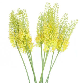 Eremurus Yellow(5-stem.)chili