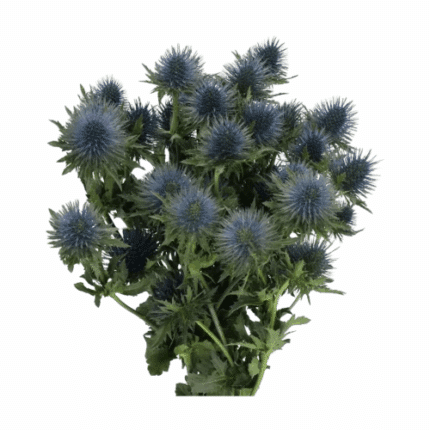 Eryngium Magnetar Questar 50/60 cm