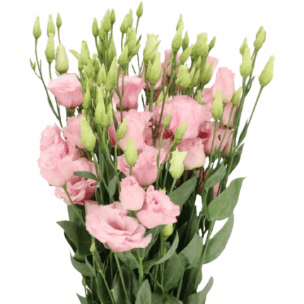 Lisianthus Lt Pink Dbl israeli